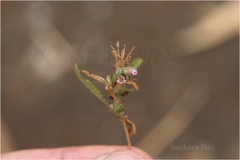 Staurogyne glauca
